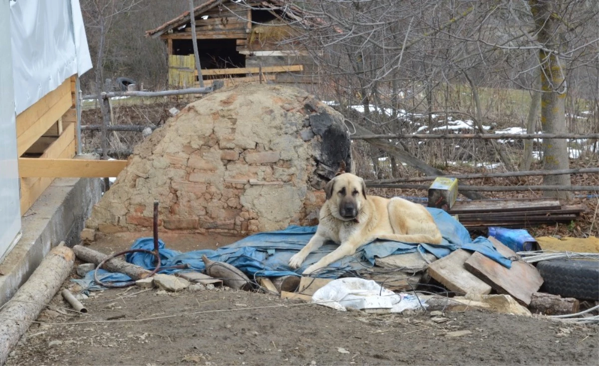 Kayıp 5 Kişilik Aileye Ait Çoban Köpekleri, Enkaz Alanından Ayrılmıyor