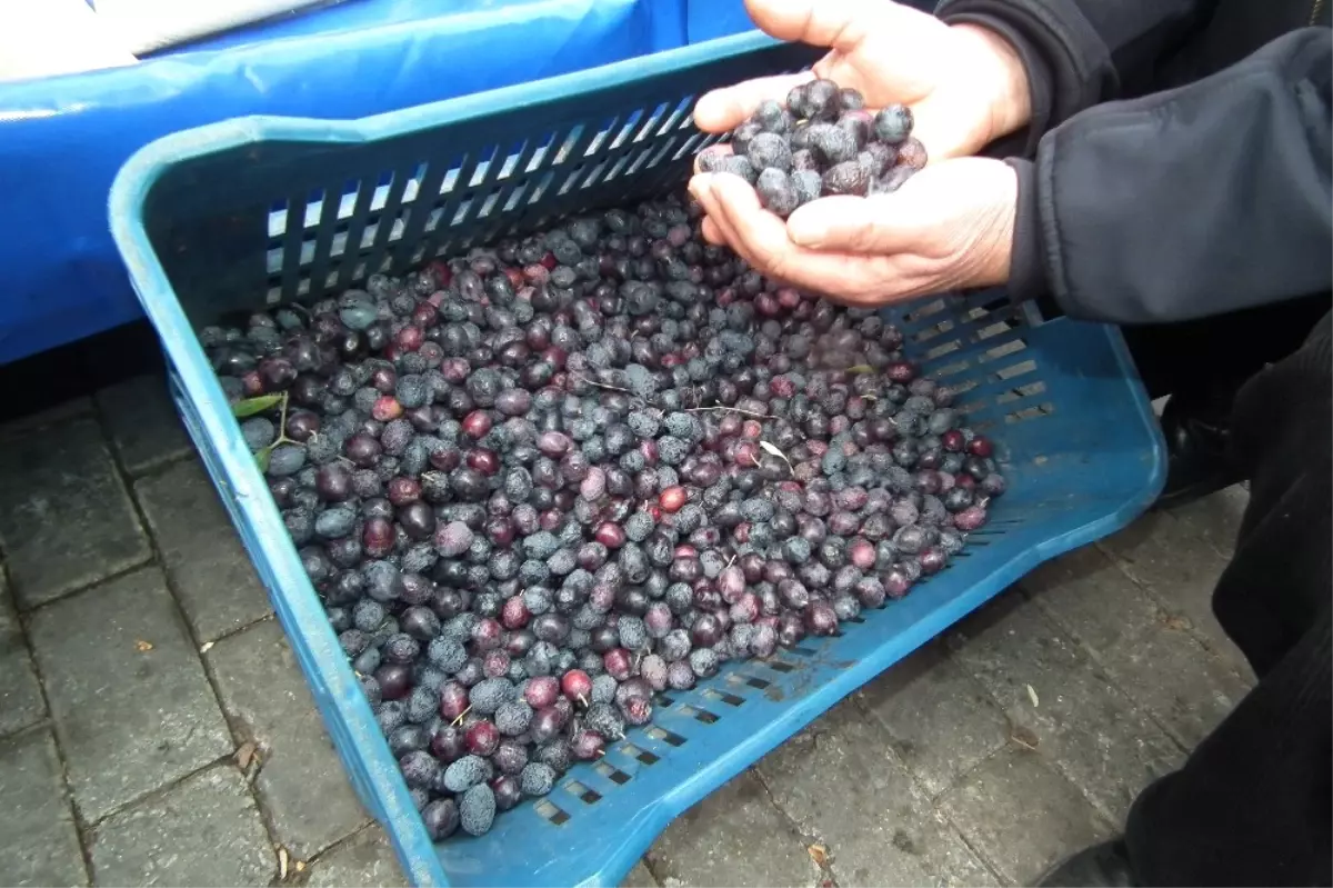 Posacı; "Zeytin Rekoltesinde Yükseliş Var"