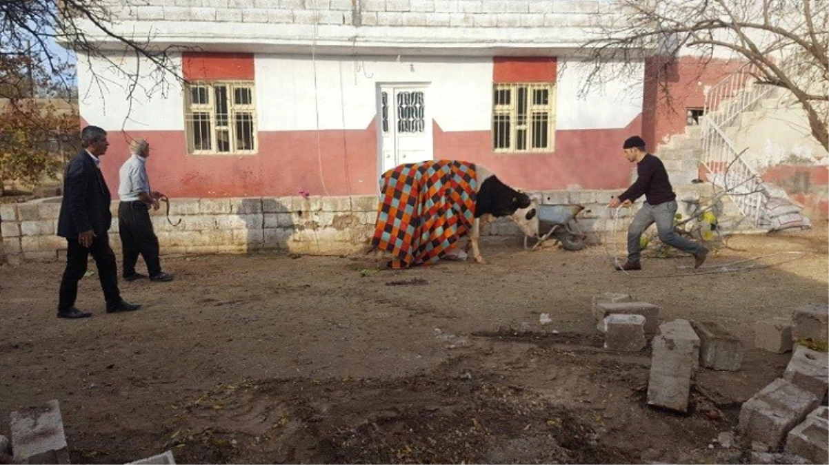 Su Kuyusuna Düşen İnek Kepçe Yardımıyla Kurtarıldı