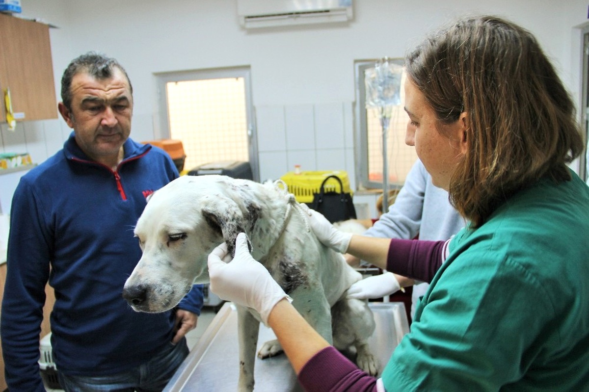 Vücuduna Yüzlerce Saçma İsabet Eden Köpek Koruma Altına Alındı