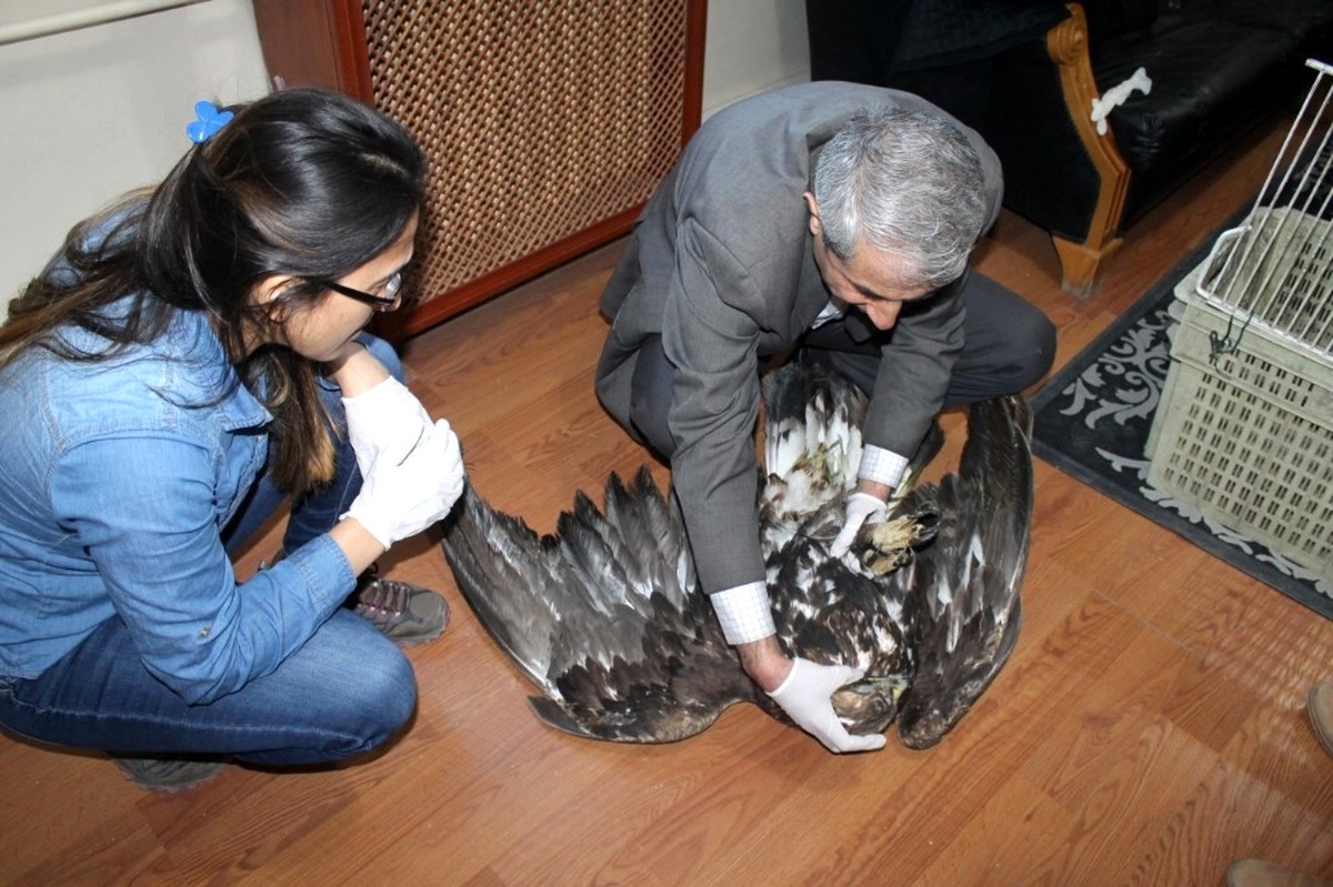 Yaralı Kartal Tedavi Altına Alındı