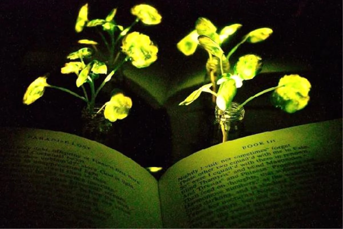 Bilim İnsanlarından İlginç İcat! Bu Bitkiler Lamba Gibi Işık Saçıyor