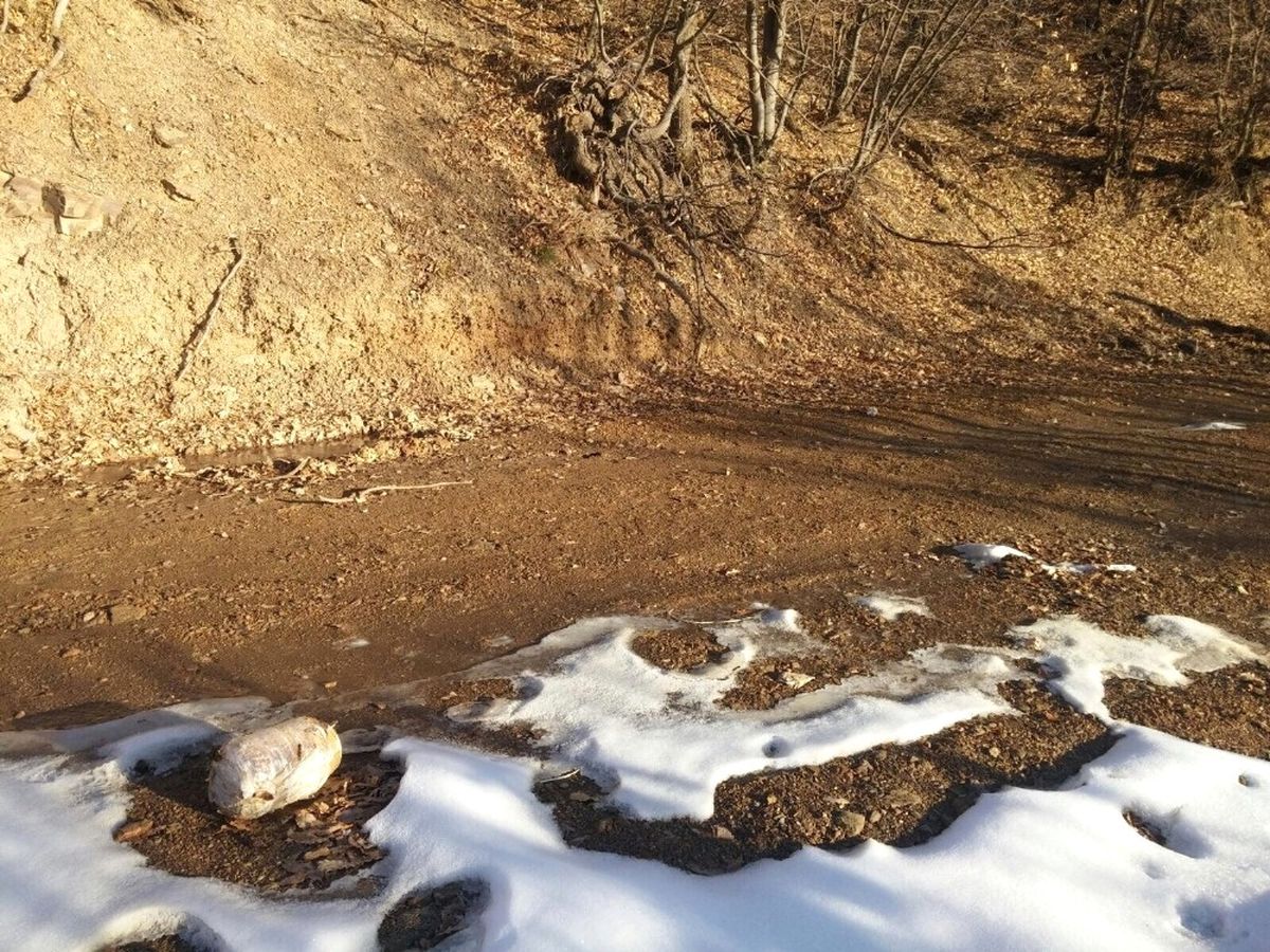 Bitlis\'te 3 Adet Eyp İmha Edildi