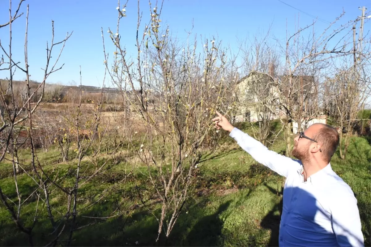 Erik Ağacı Aralık Ayında Çiçek Açtı