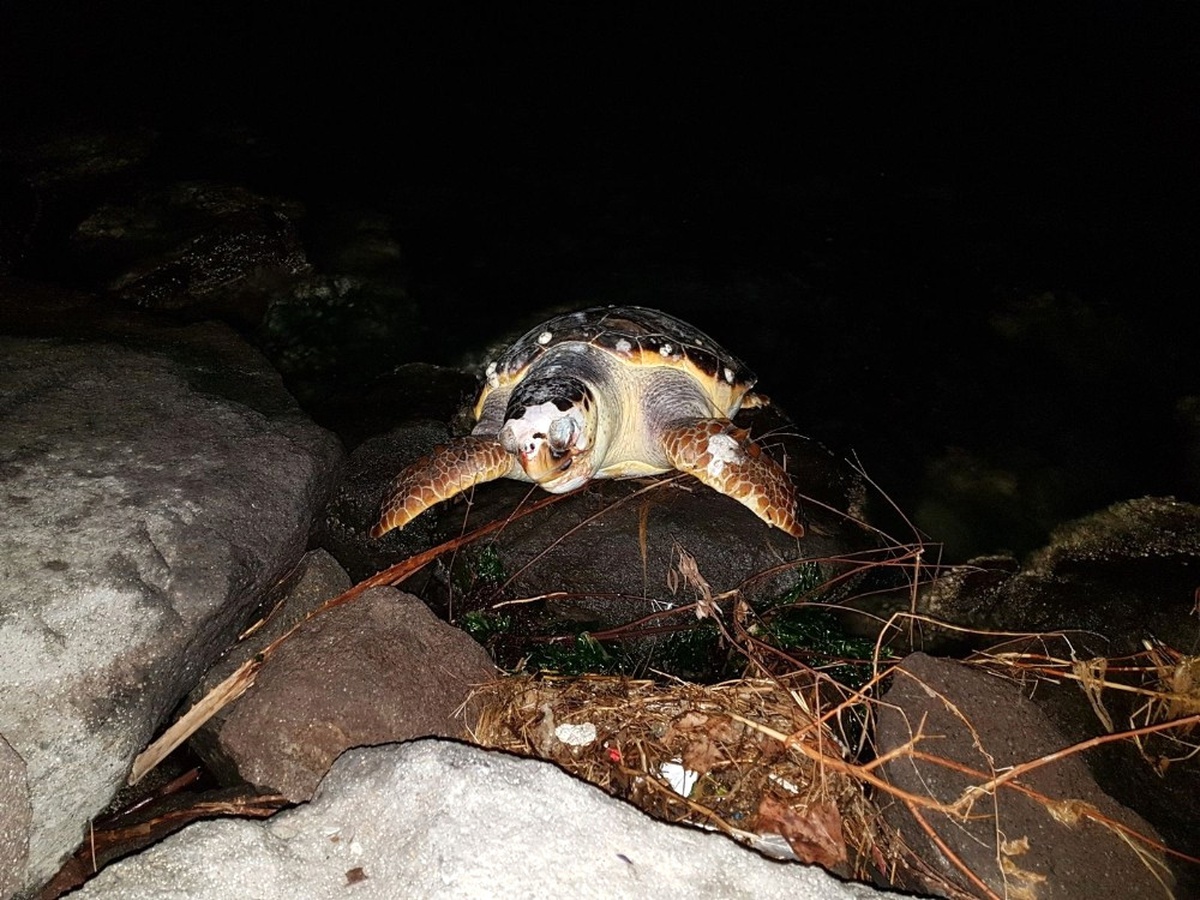 İzmir\'de Caretta Caretta Karaya Vurdu