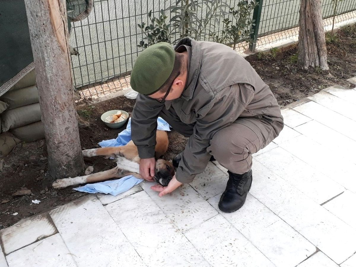 Kazada Yaralanan Köpeğe Jandarma Sahip Çıktı