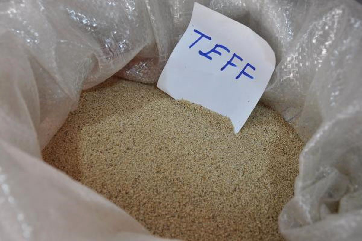 Teff Tahılını Türkiye\'de İlk Kez Eskişehir\'de Üretti