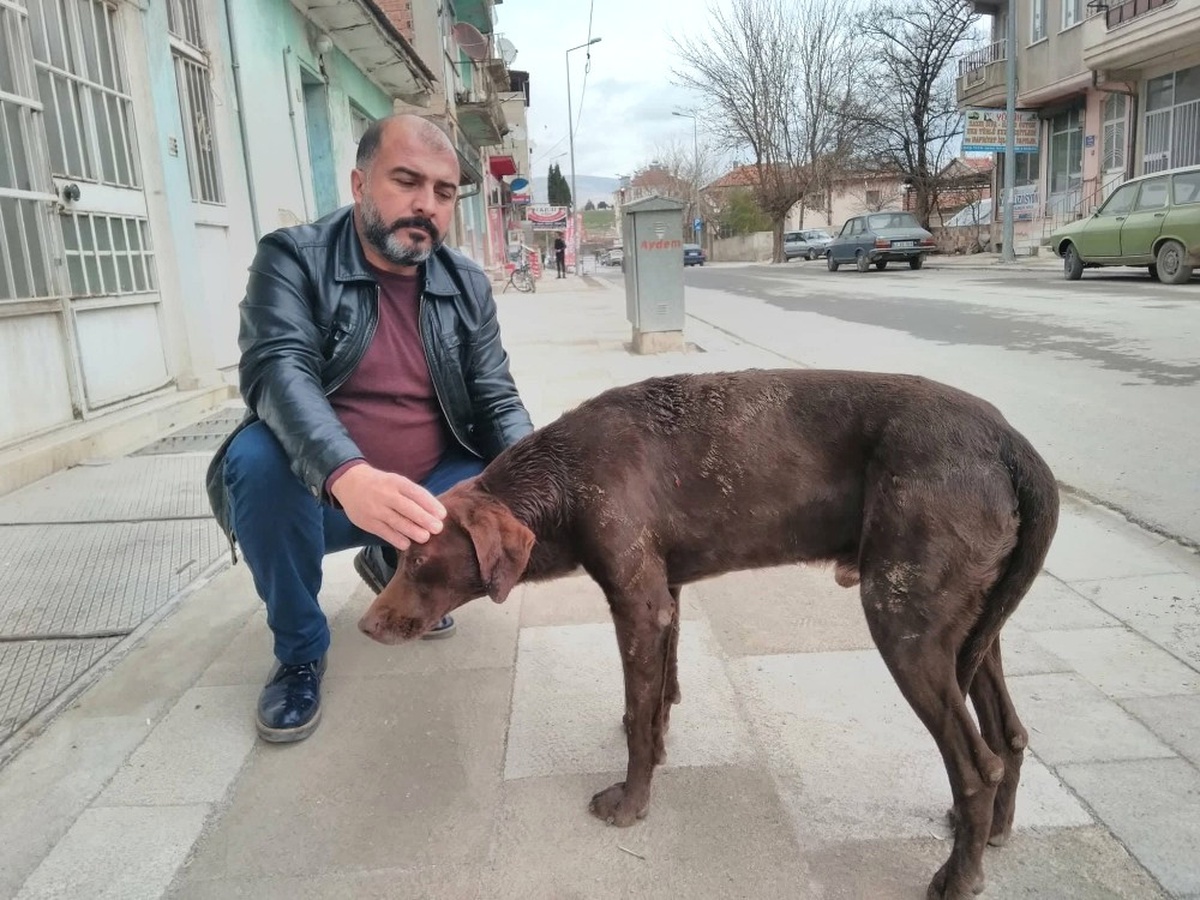 Vicdansızların Eziyet Ettiği Köpeğe Esnaf Sahip Çıktı