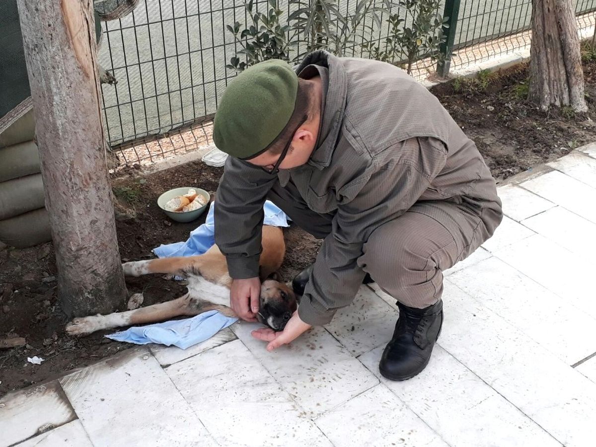 Yaralı Köpeğe Jandarma Şevkati