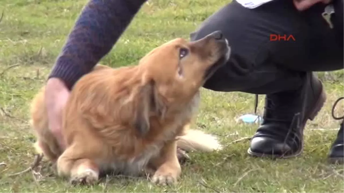 Zonguldak Öğretmen Dedektif Gibi İz Sürüp Öldürülen Köpeklerin Gömüldüğünü Tespit Ettirdi