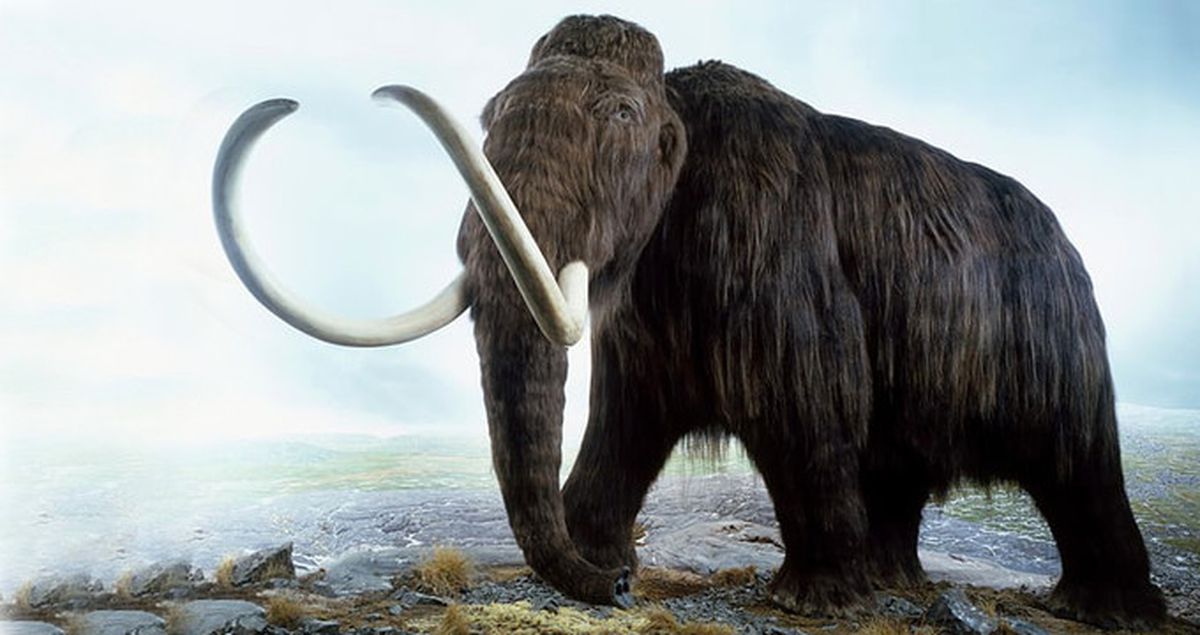 10 Binlerce Yıl Önceden Kalma Mamut İskeleti 2 Buçuk Trilyona Satıldı