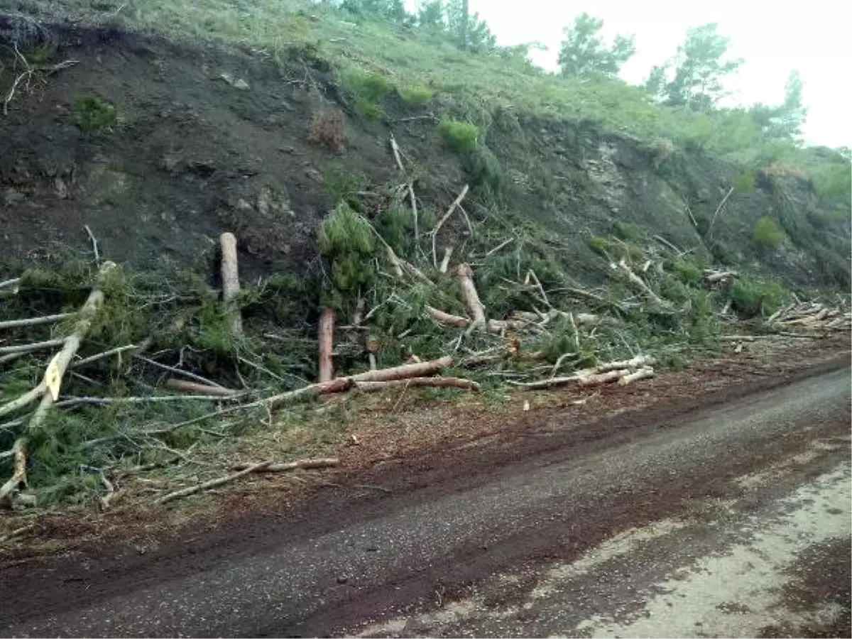 Balıkesir\'de Köylülerden Ağaç Kesimine Tepki