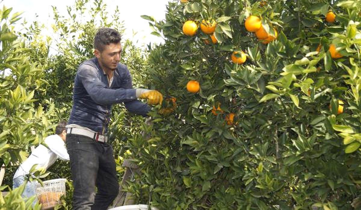 Finike\'de 230 Bin Ton Portakal Rekoltesi Bekleniyor