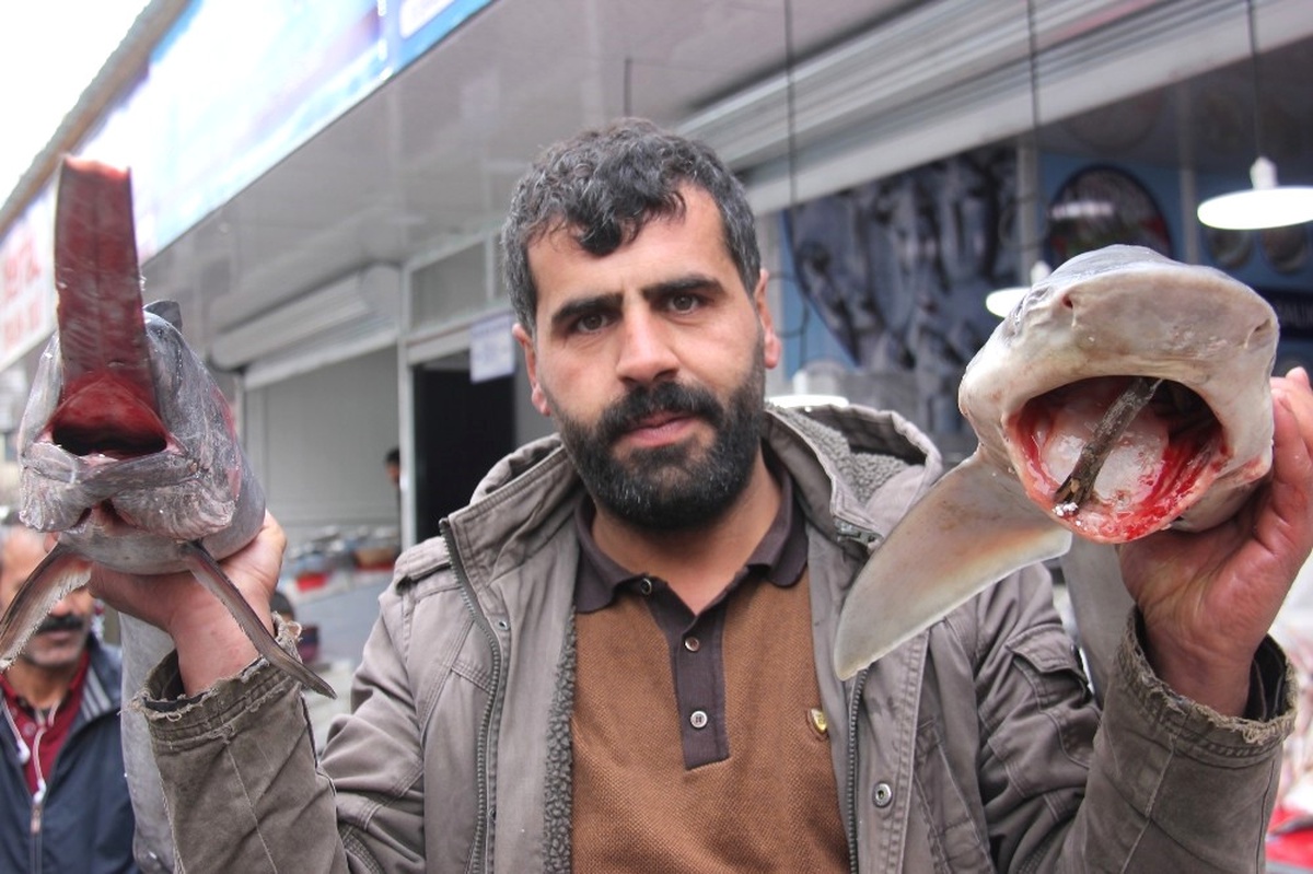 Köpek Balığı ve Kılıç Balığını İlk Kez Görenler Fotoğraf Çektiriyor