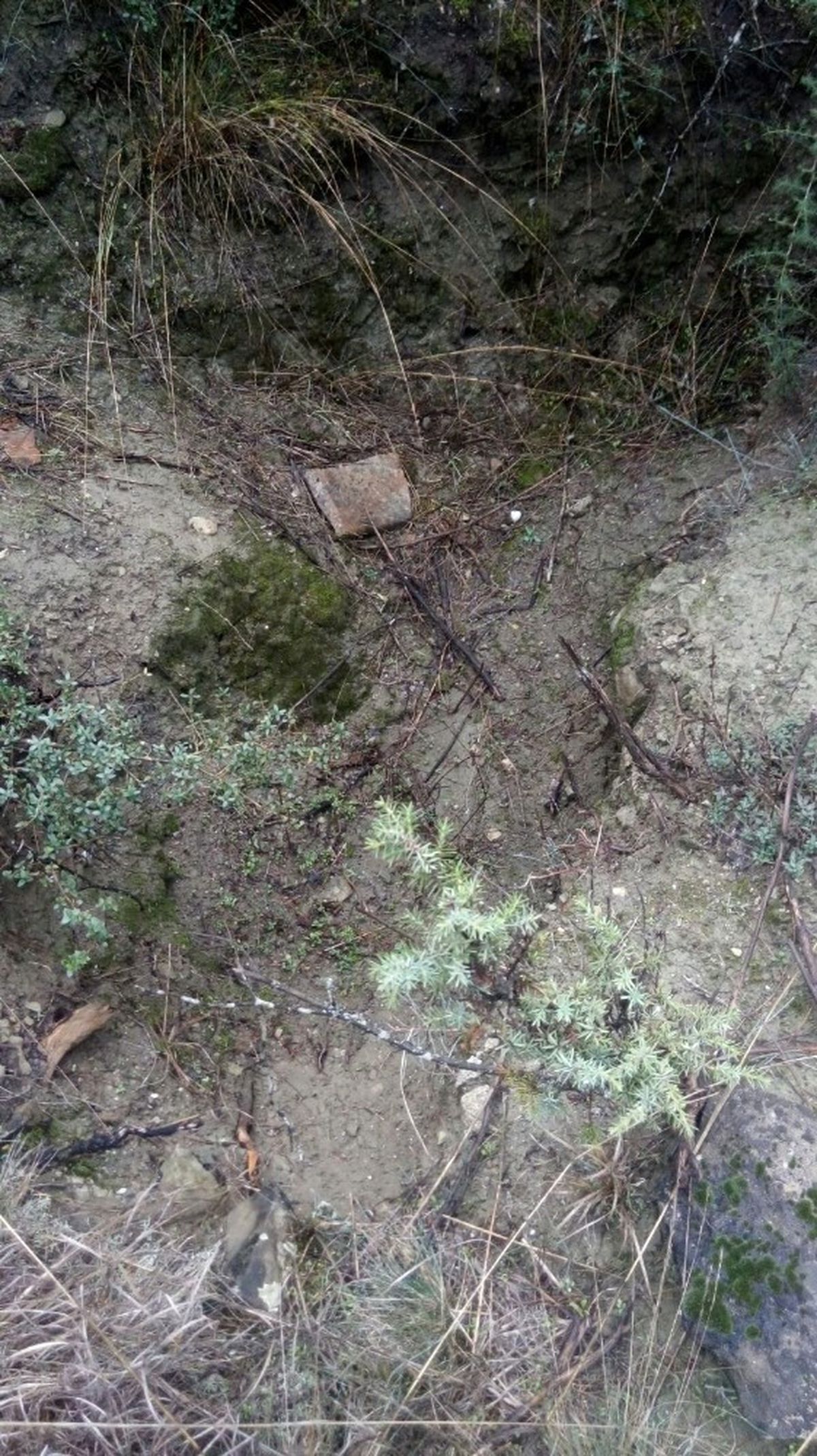 Ormanlık Alanda Mezar Kazdığı İddia Edilen 1 Kişi Yakalandı