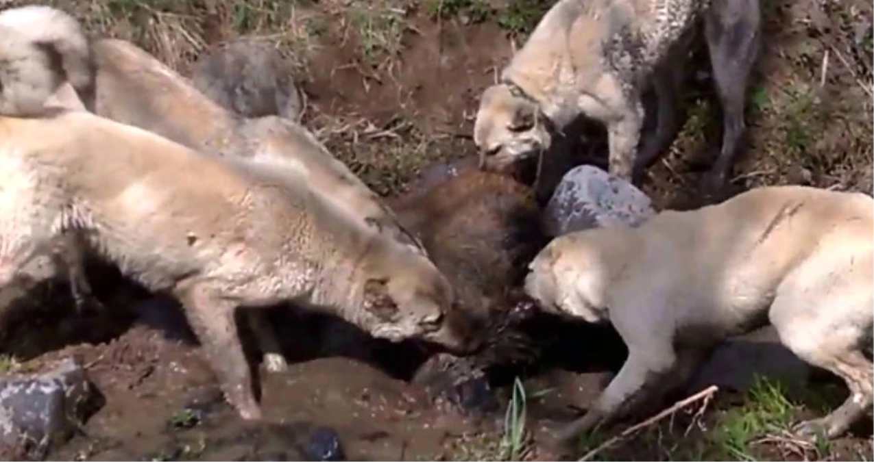 Sürüye Saldıran Dev Yaban Domuzunu Kangal Köpekleri Boğdu