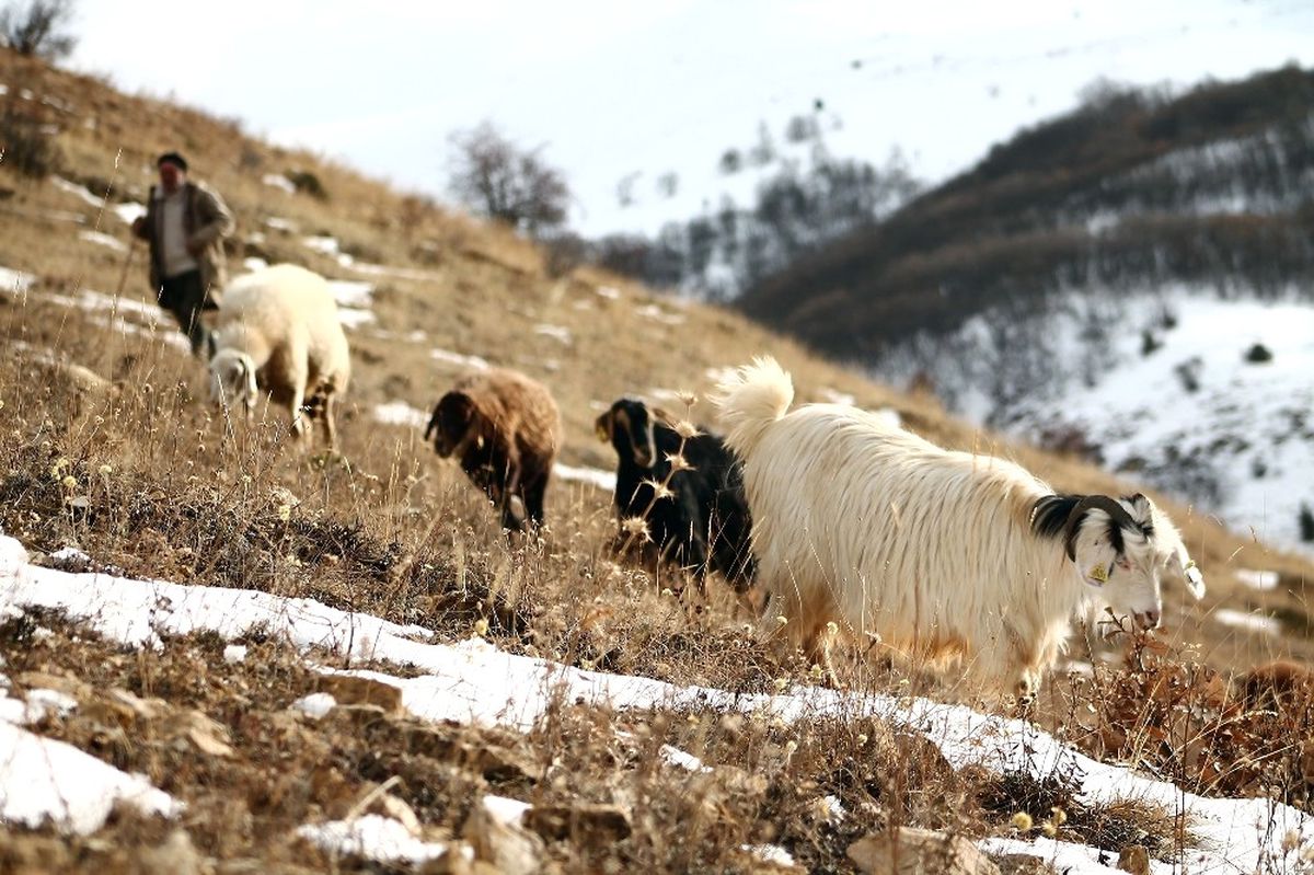 Besiciler Karlı Dağlarda Hayvanlarını Besliyor