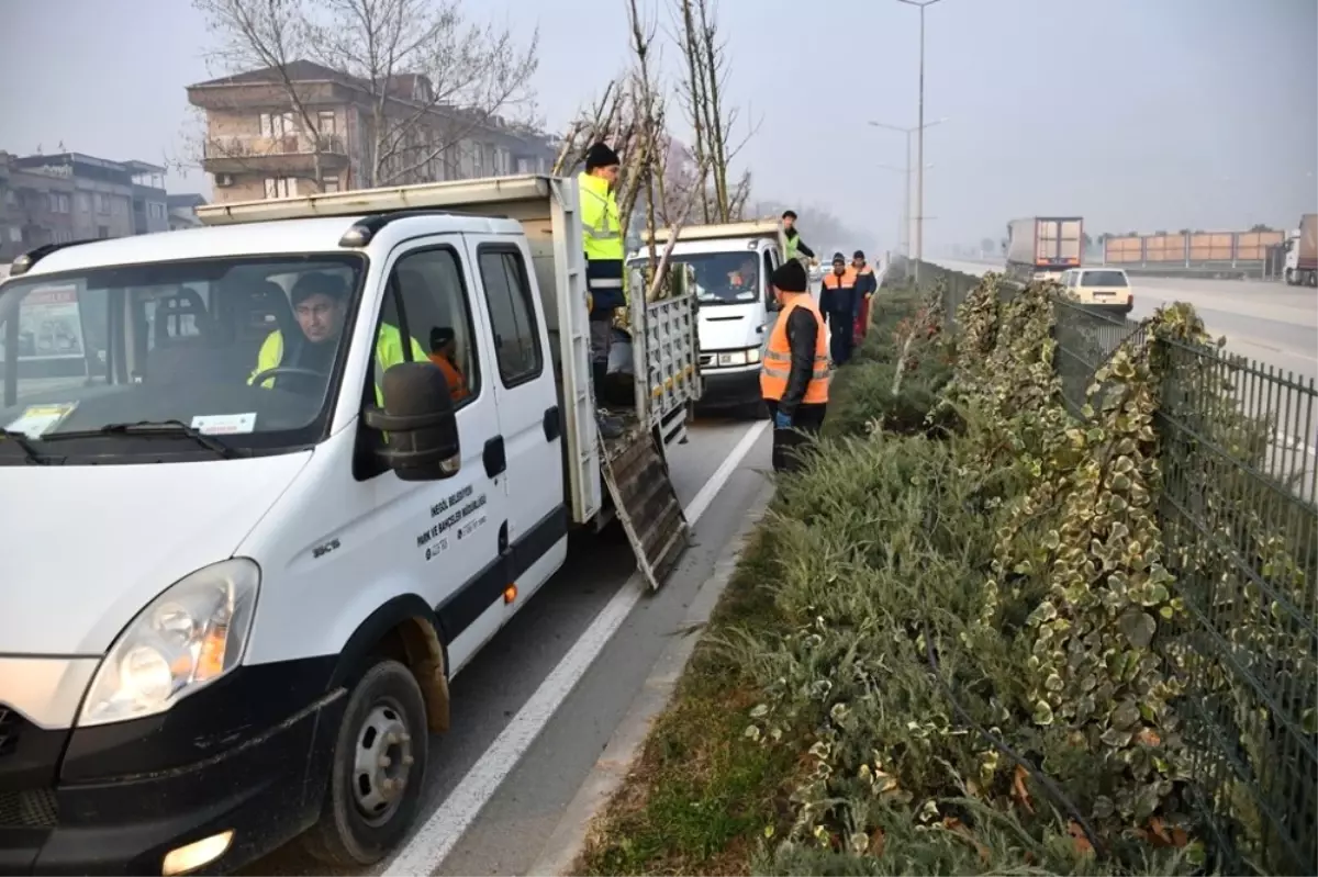 Bursa-Ankara Yolu Ağaçlandırıldı