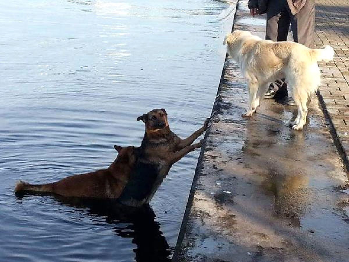 Denize Düşen Köpeği Arkadaşı Suya Atlayıp Kurtardı, Görüntü İzleyenleri Duygulandırdı