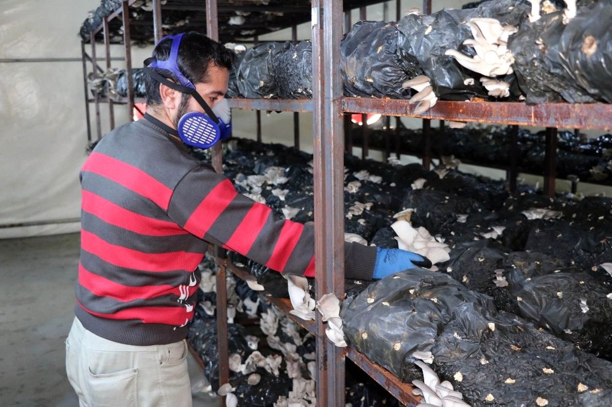 Devletten Aldığı Destekle Kurduğu Tesiste Ayda 1 Ton Mantar Üretiyor