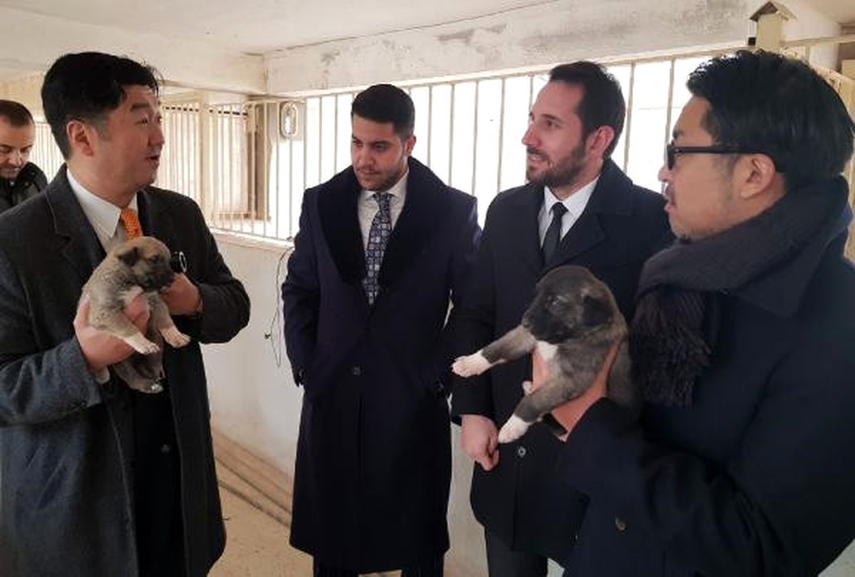 Honda Türkiye Başkanı Tsumura\'nın Kangal Köpeği İlgisi