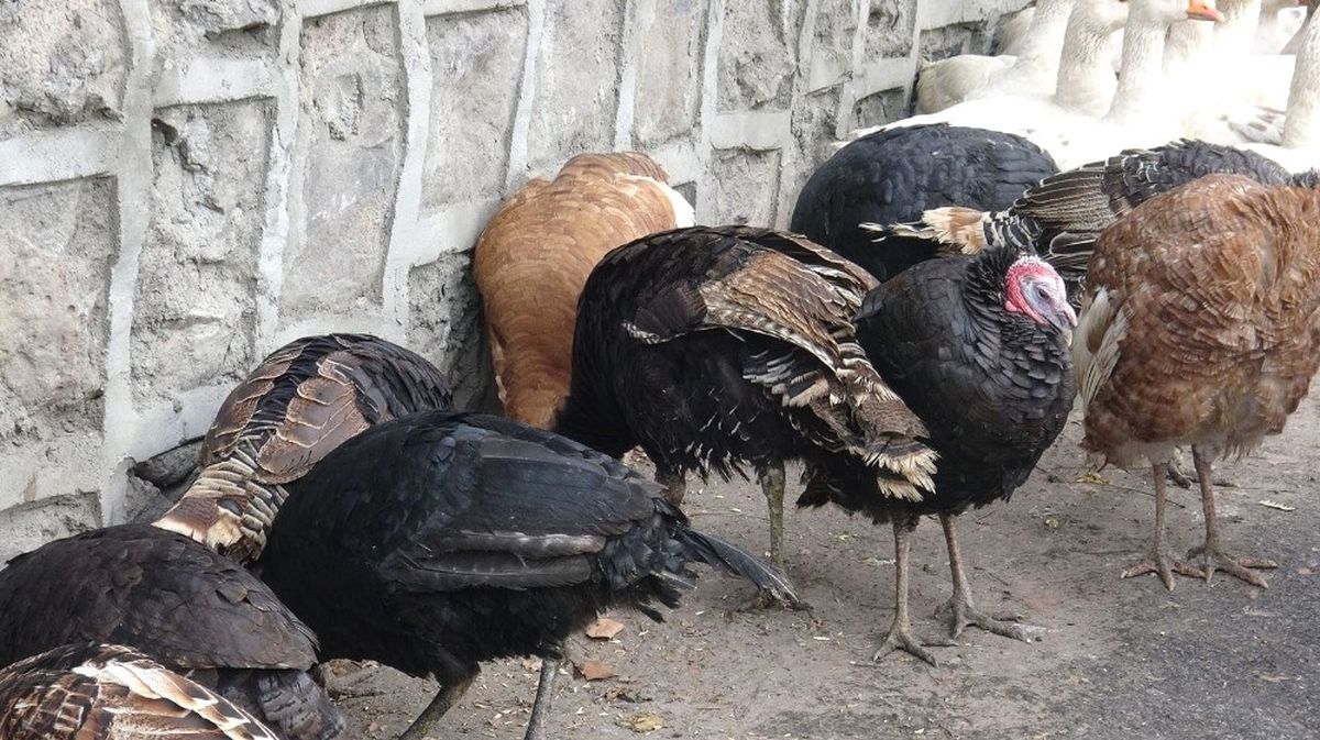 Kars\'ta, Yılbaşı Hindileri Görücüye Çıktı