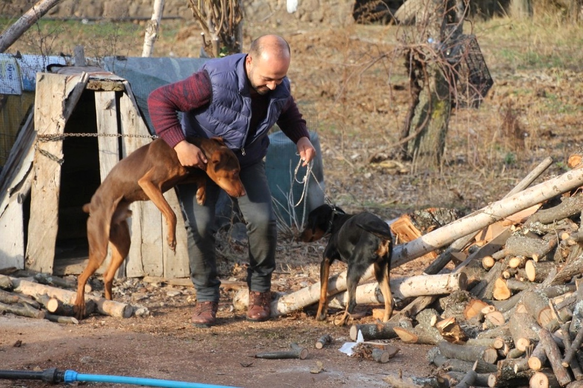 Sahibinin Çalındığını İddia Ettiği Köpek Jandarma Tarafından Bulundu