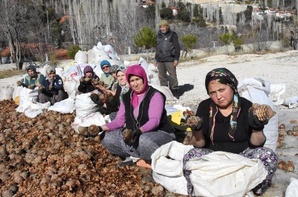 Sedir Kozalağı Kadınların Ellerinde Fidana Dönüşüyor
