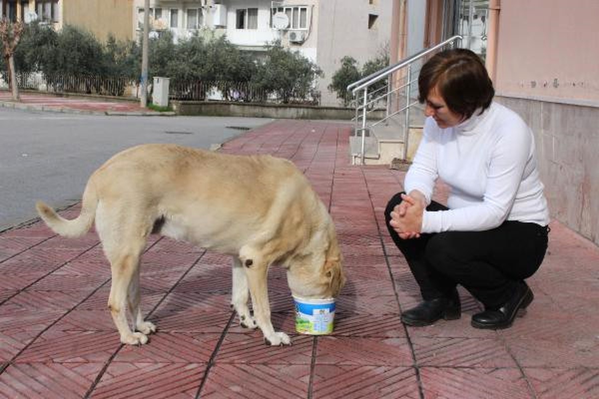 Sokak Hayvanlarını Besleyen Kadına Saldırı