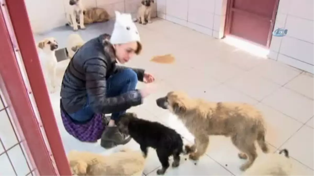 Üniversiteliler, Örnek Hayvan Hastanesinde