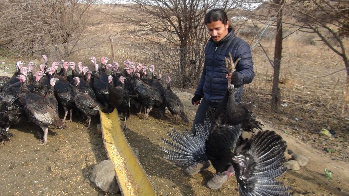 Yılbaşı Hindileri Tezgahtaki Yerini Aldı