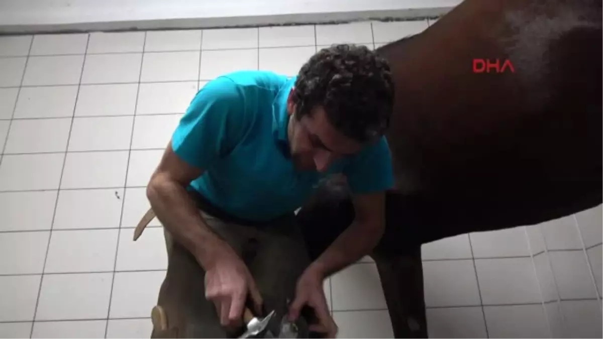 2-Üniversiteler 10 Yıldan Bu Yana Nalbant Yetiştirmiyor