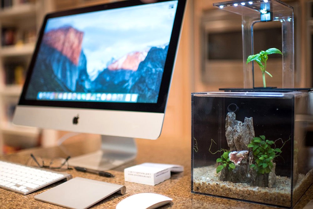 Akvaryum Sevdalılarının Yeni Gözdesi: Ecoqube