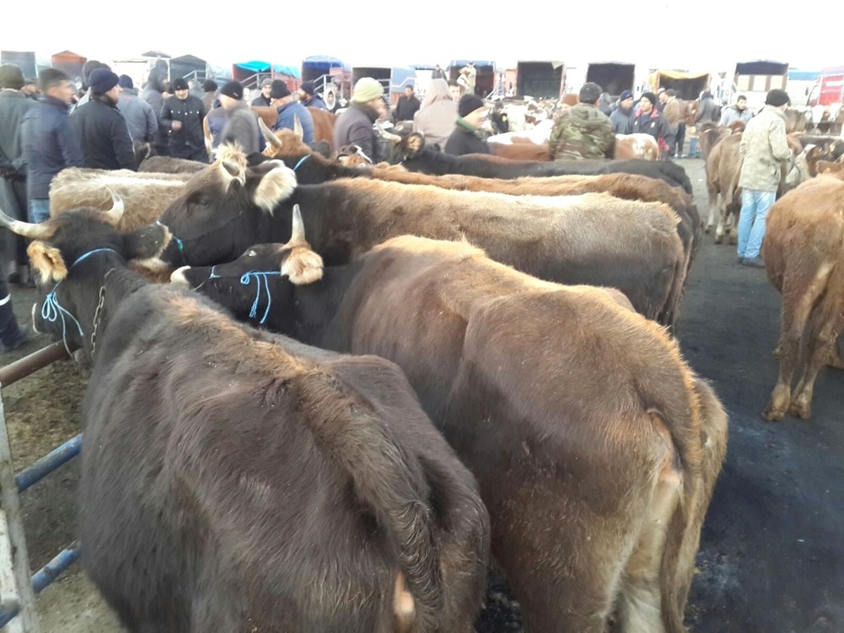 Arazide Çalınan Hayvanlar Hayvan Pazarında Bulundu