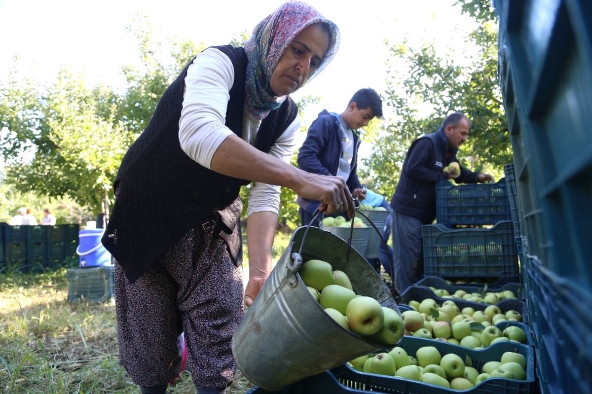 Isparta\'da Elma Piyasası Hareketlendi