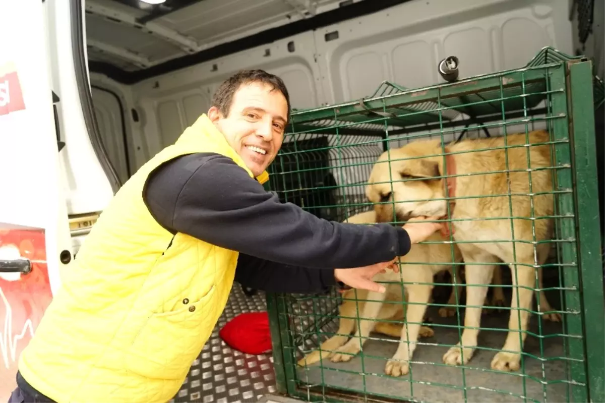 Kayıp 5 Kişilik Aileye Ait Çoban Köpekleri, Belediye Ekiplerince Barınağa Götürüldü