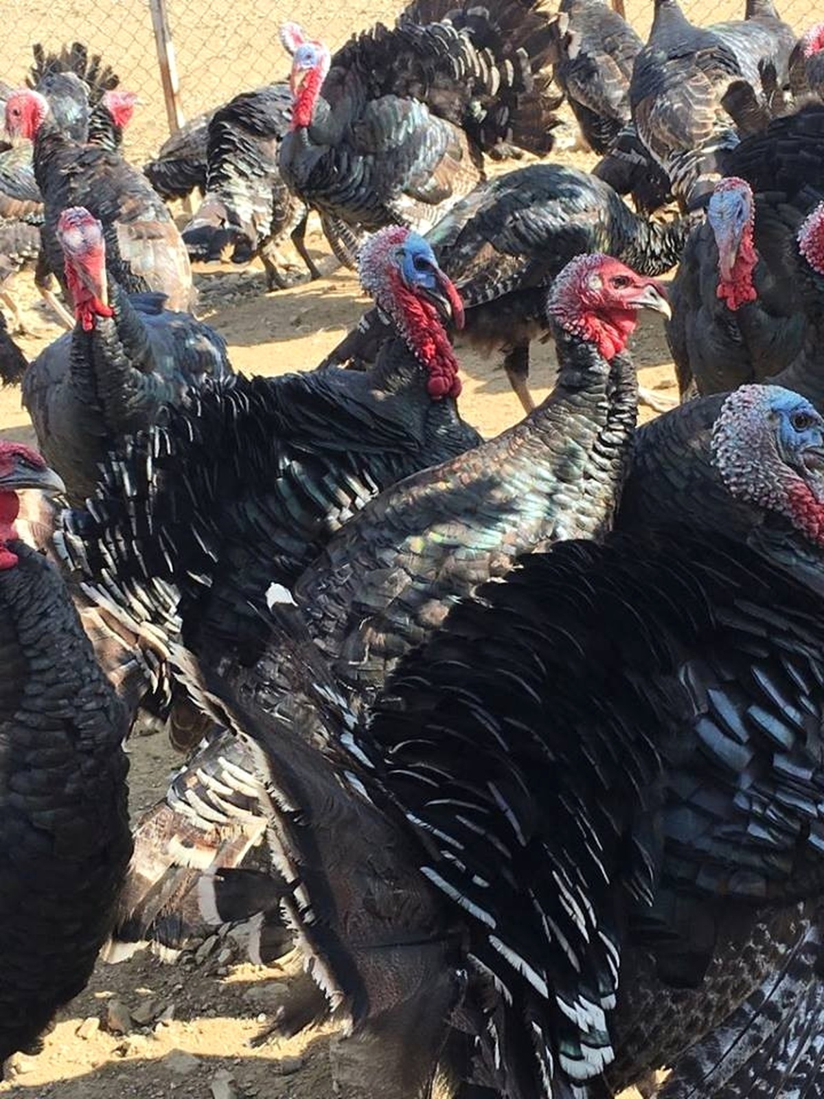 Kurduğu Çiftlikte, Doğal Ortamda Organik Hindi Yetiştiriyor