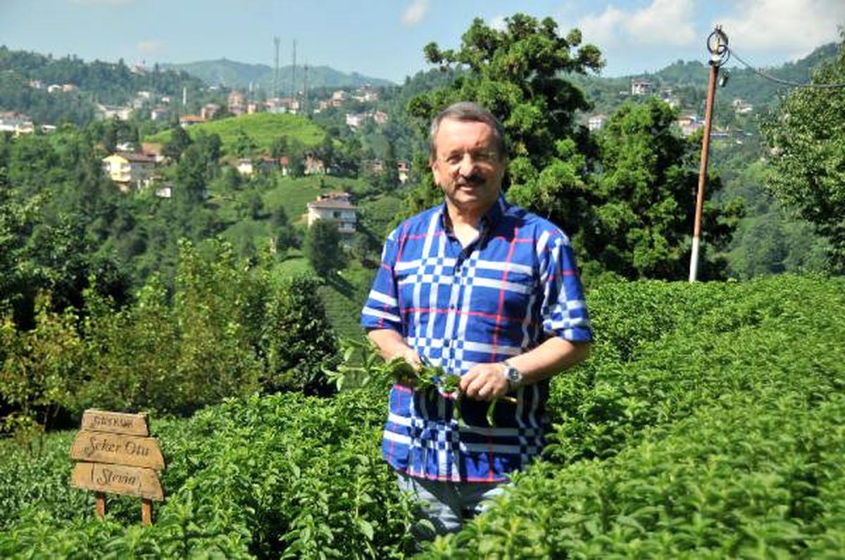 Rize Şekeri\' İçin Fabrika Kuruluyor