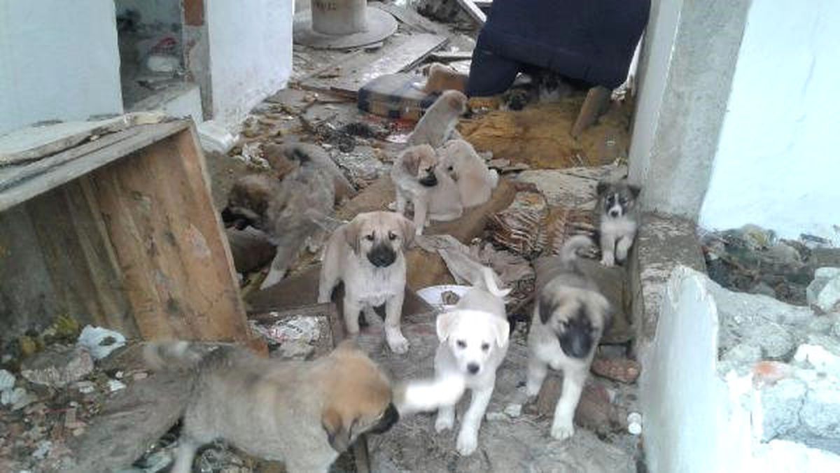 Sokak Hayvanları İçin Mama Seferberliği