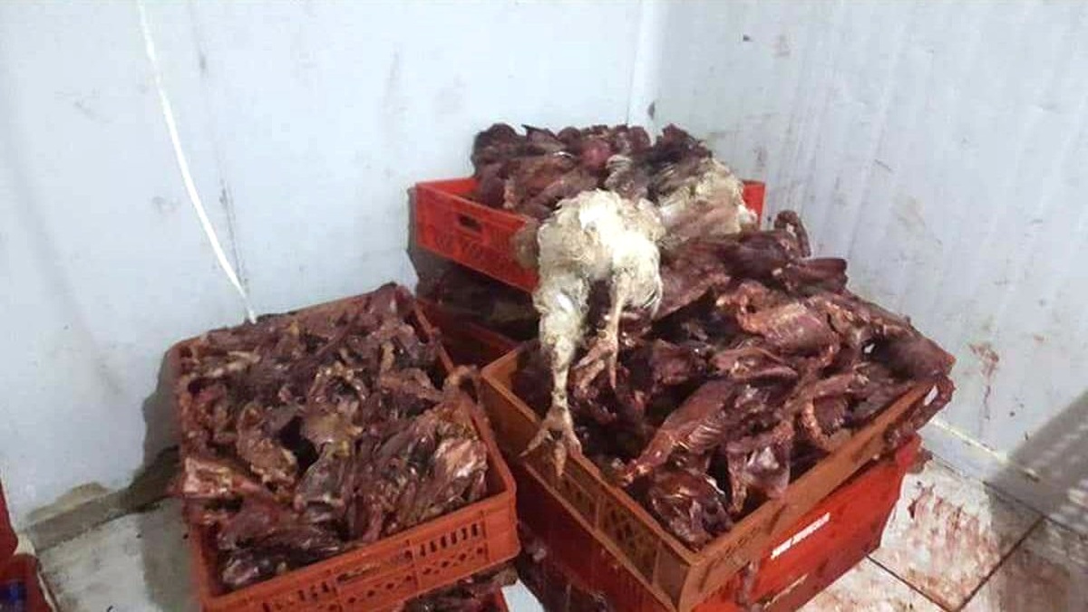 Suriyeli Kasabın Dükkanında Kaçak Et Yakalandı