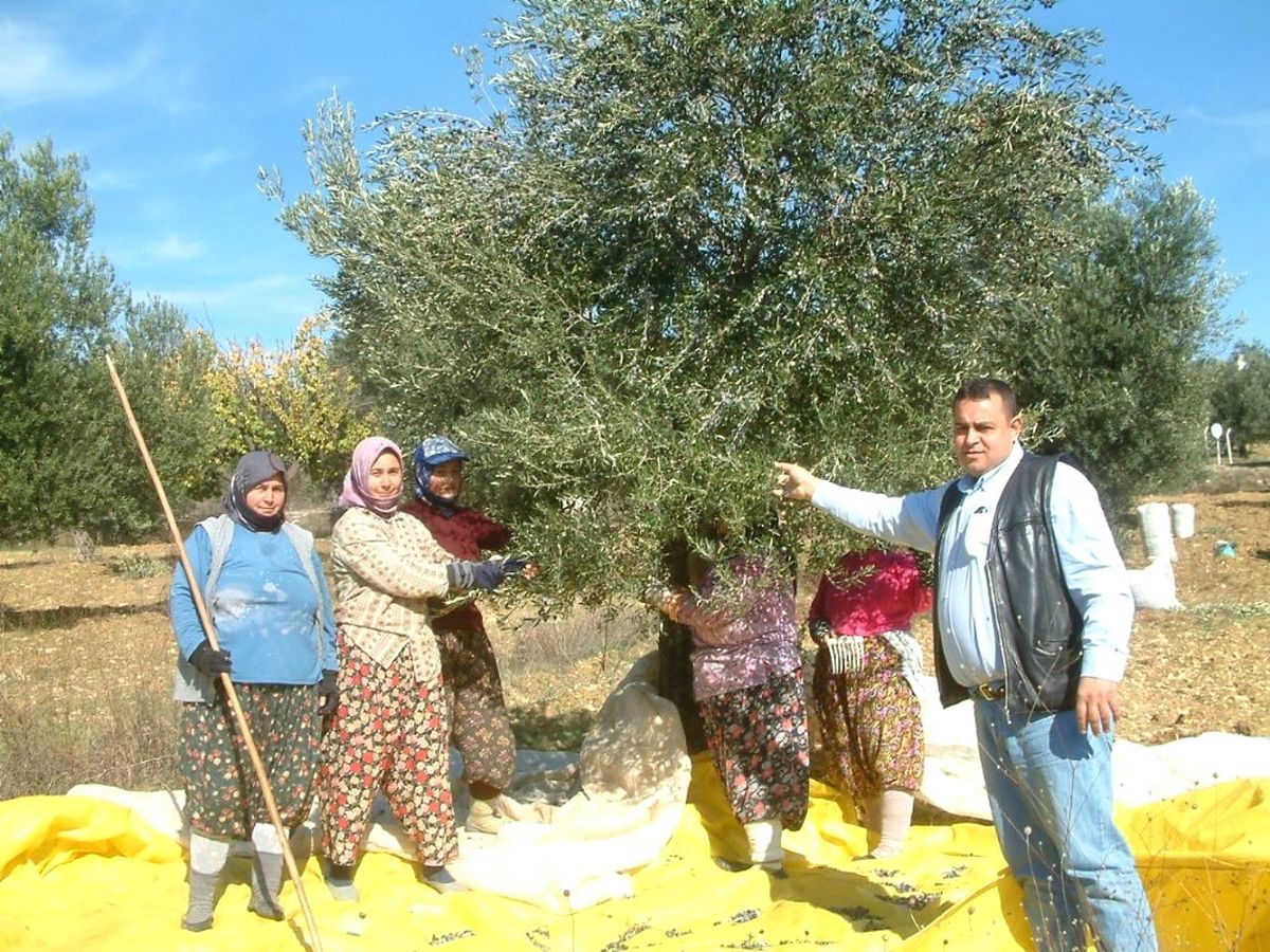 Zeytin Hasadına Yağmur Engeli