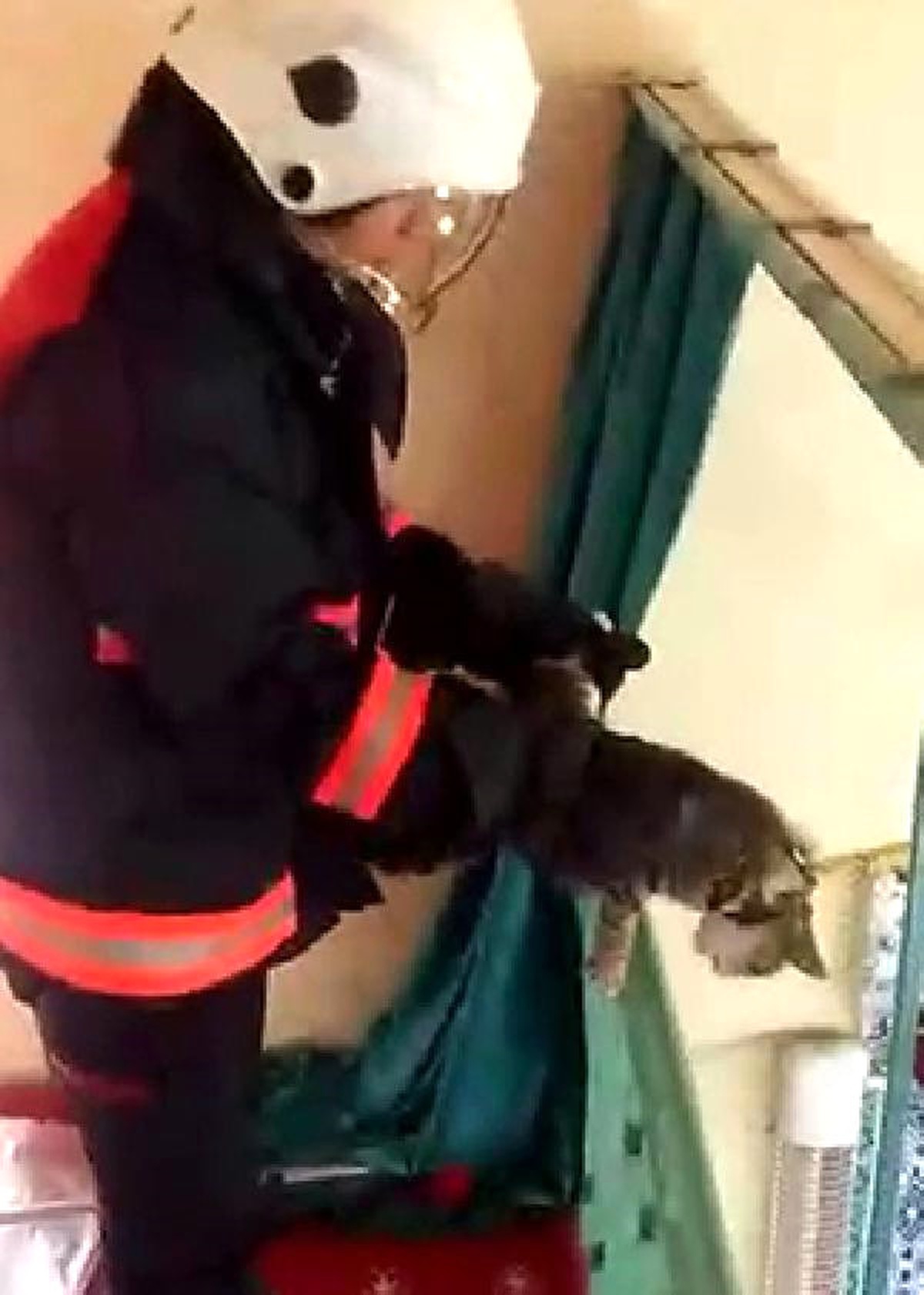 Mihrabın Arkasında Mahsur Kalan Kedi Kurtarıldı
