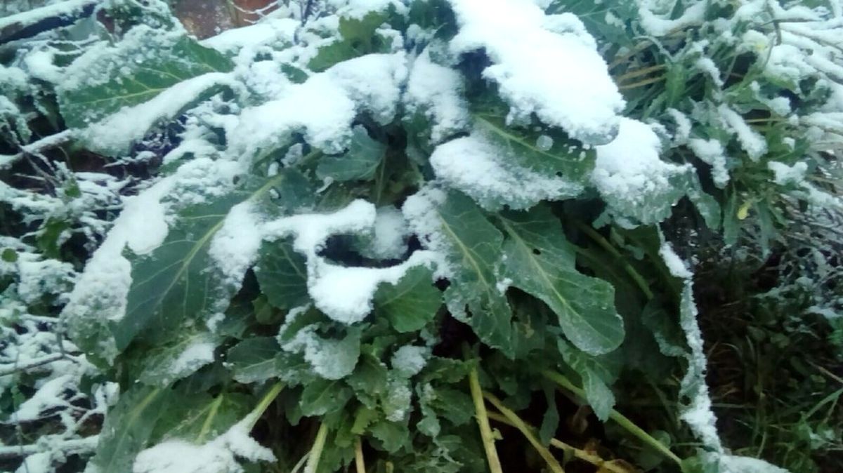 Sakarya\'nın Yüksek Kesimlerinde Kar Yağışı Başladı