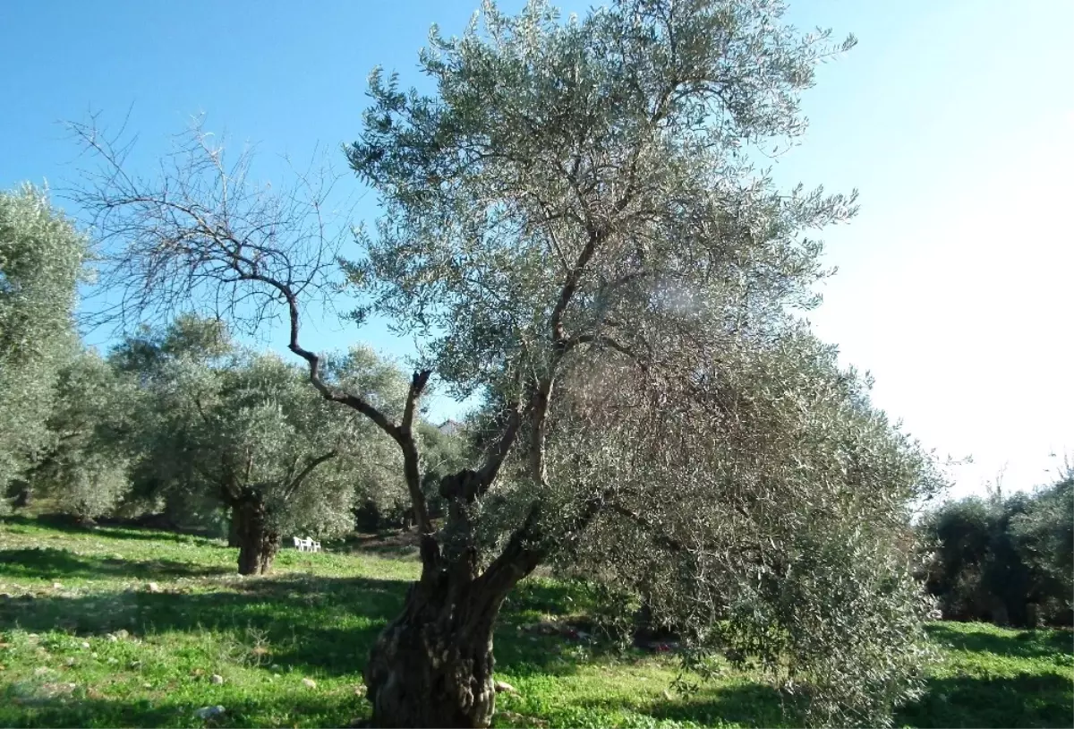 Zeytin Ağaçlarını Tehdit Eden Hastalığa Çare Aranıyor