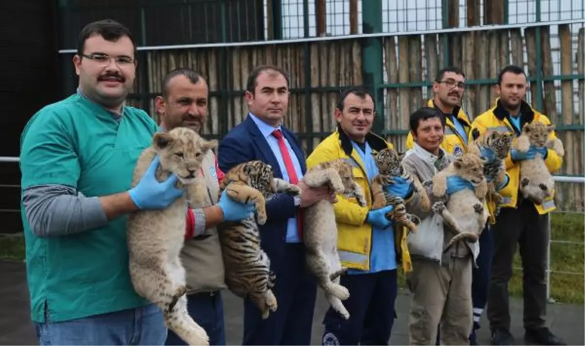 4 Aslan ve 3 Kapla Yavrusu Dünyaya Geldi
