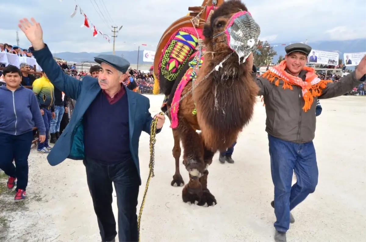 Demre Deve Güreşlerine Hazırlanıyor