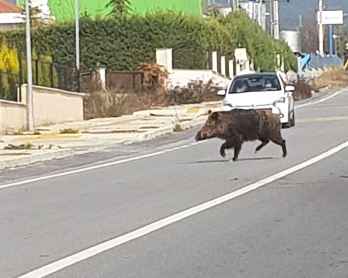 İzmir\'de Yaban Domuzları Şehre İndi