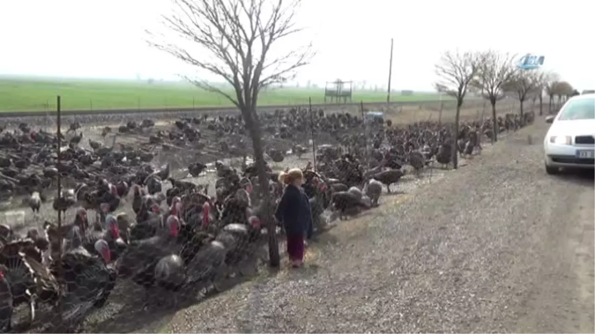 Kahramanmaraş\'ta Yılbaşı Hindileri Hazır