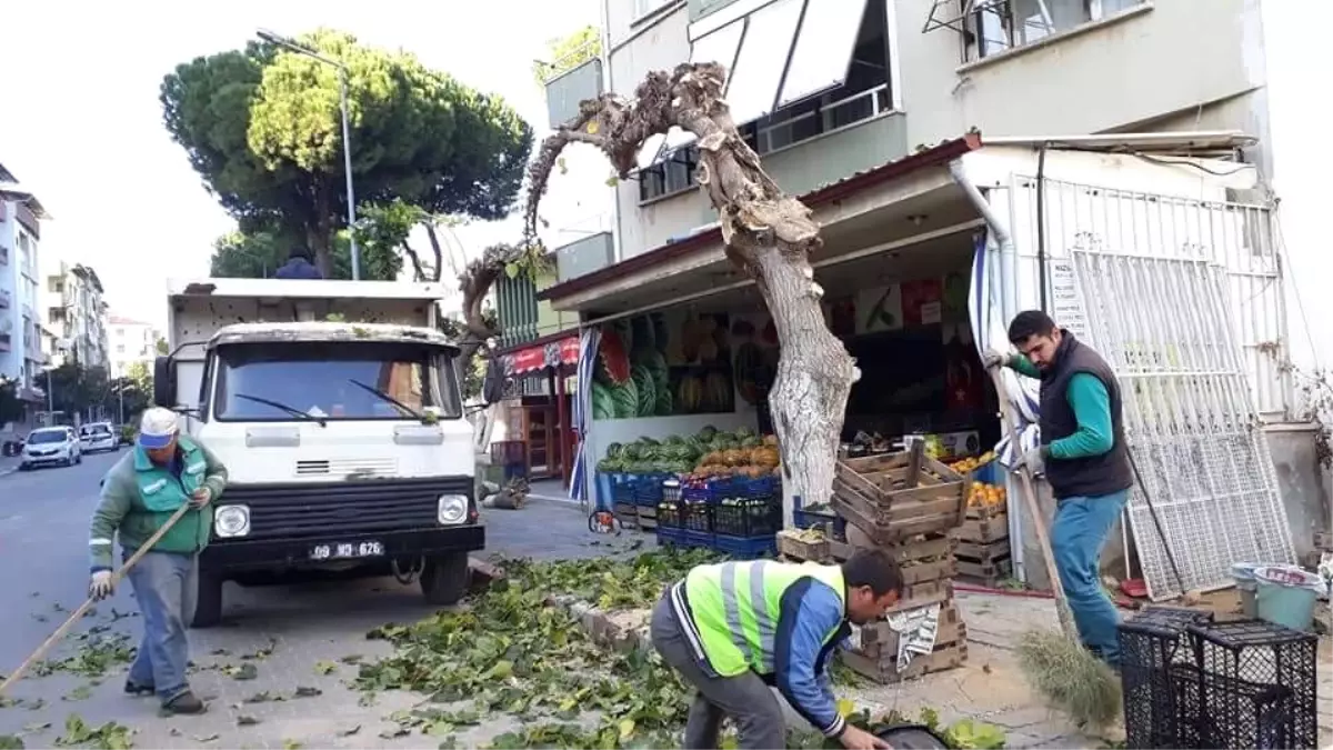 Nazilli\'de Ağaçlar Bakıma Alındı