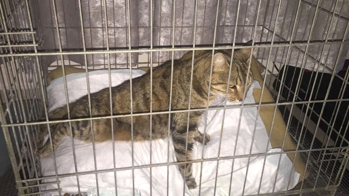 Şehir Magandasının Vurduğu Kedi Sakat Kaldı